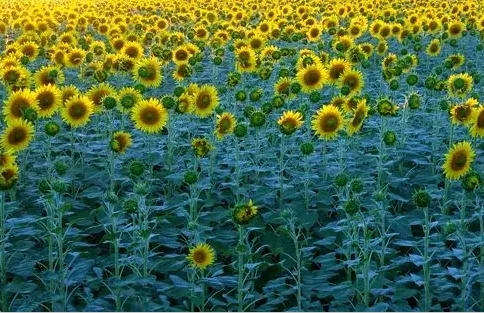 原原相机(相机拍照软件) 原原相机(相机拍照软件)