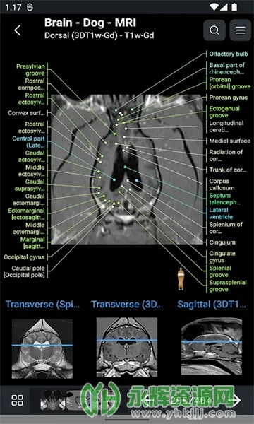 vet Anatomy2026�ٷ����°汾