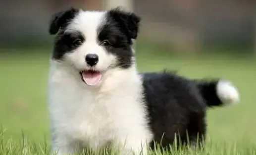 ��С�������ֻ���