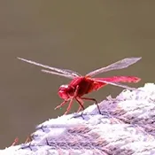 红蜻蜓电视盒子2026官方正版